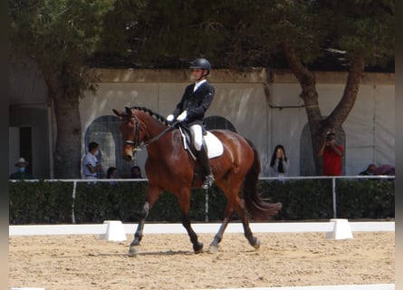 Spanish Sporthorse, Gelding, 12 years, 17 hh, Brown