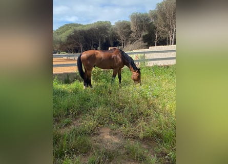 Spanish Sporthorse, Gelding, 15 years, 15,2 hh