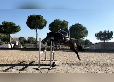 Spanish Sporthorse, Gelding, 17 years, 16.1 hh, Brown