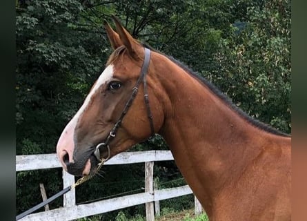 Spanish Sporthorse, Gelding, 3 years, 15,1 hh, Brown