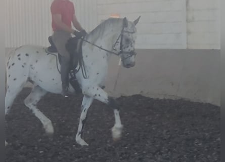 Spanish Sporthorse, Gelding, 3 years, 16 hh, Leopard-Piebald