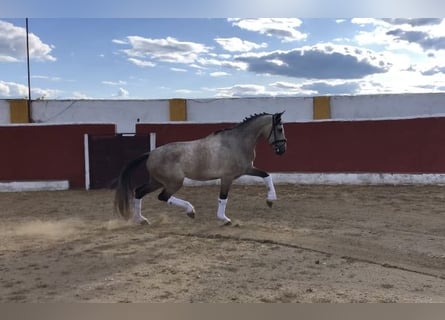 Spanish Sporthorse, Gelding, 4 years, 16.1 hh, Gray-Dapple