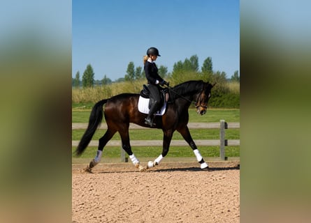 Spanish Sporthorse, Gelding, 4 years, 16.2 hh, Bay-Dark