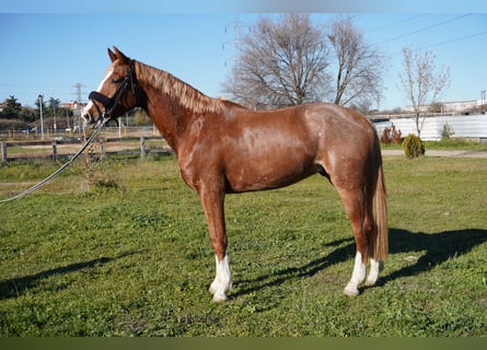 Spanish Sporthorse, Gelding, 4 years, 16 hh, Chestnut-Red