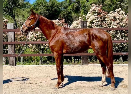 Spanish Sporthorse, Gelding, 4 years, 16,1 hh, Chestnut-Red