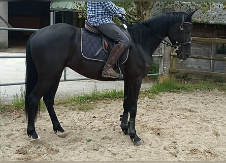 Spanish Sporthorse, Gelding, 5 years, 16 hh, Black