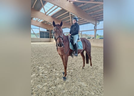 Spanish Sporthorse, Gelding, 6 years, 15,3 hh, Chestnut-Red