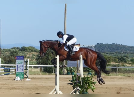 Spanish Sporthorse, Gelding, 6 years, 16.3 hh, Brown