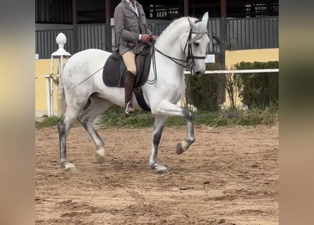 Spanish Sporthorse, Gelding, 6 years, 16 hh, Gray