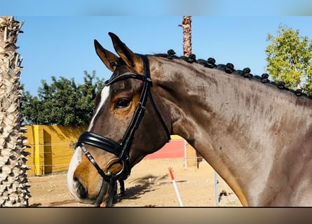 Spanish Sporthorse, Gelding, 6 years, 17 hh, Brown