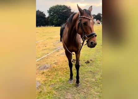 Spanish Sporthorse, Gelding, 7 years, 15.1 hh, Brown