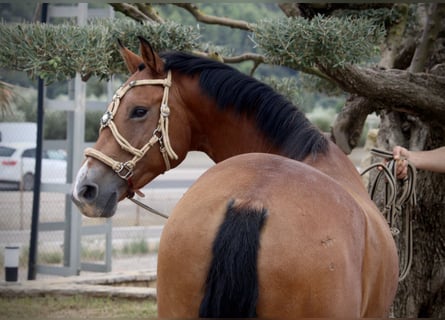 Spanish Sporthorse Mix, Gelding, 7 years, 15,2 hh, Brown