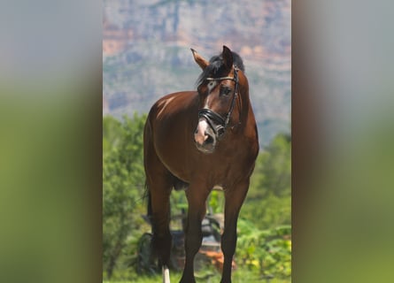 Spanish Sporthorse, Gelding, 7 years, 16.2 hh, Bay-Dark