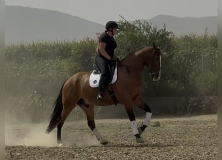Spanish Sporthorse, Gelding, 7 years, 16.3 hh, Bay