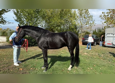 Spanish Sporthorse, Gelding, 7 years, 16 hh, Black