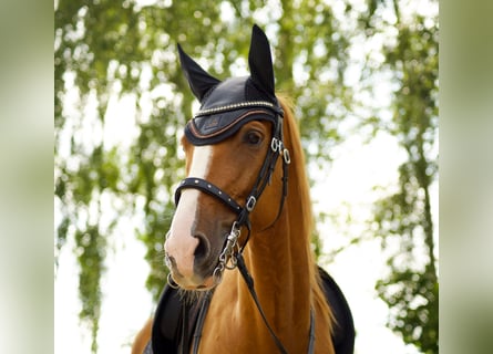 Spanish Sporthorse, Gelding, 7 years, 16 hh