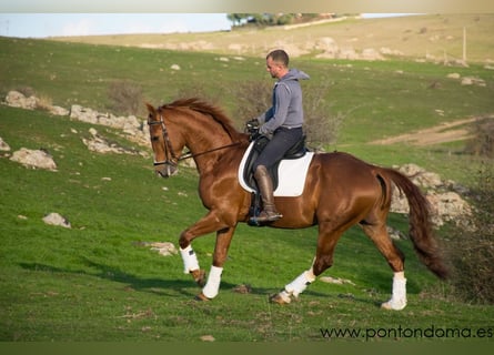 Spanish Sporthorse, Gelding, 7 years, 16,1 hh, Sorrel
