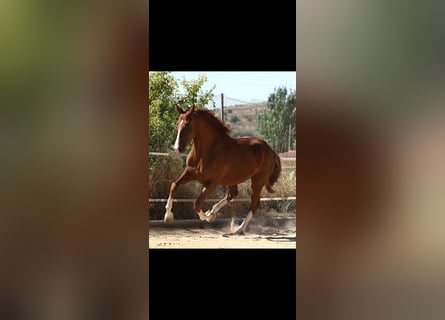 Spanish Sporthorse, Gelding, 8 years, 16,2 hh, Chestnut-Red