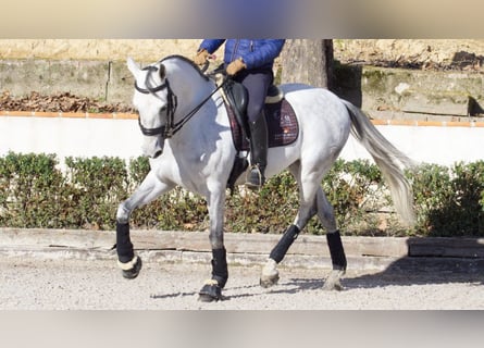 Spanish Sporthorse, Gelding, 8 years, 16 hh, Gray