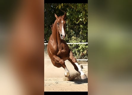 Spanish Sporthorse, Gelding, 9 years, 16,2 hh, Chestnut-Red