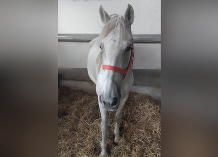 Spanish Sporthorse, Mare, 13 years, 14,2 hh, Grey