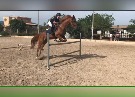 Spanish Sporthorse, Mare, 14 years, 16 hh, Chestnut-Red