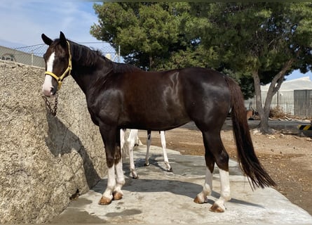 Spanish Sporthorse, Mare, 14 years, 16,1 hh, Chestnut