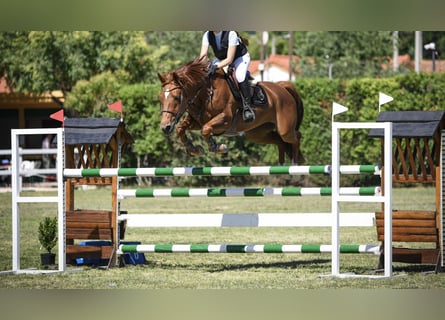 Spanish Sporthorse, Mare, 14 years, Chestnut-Red