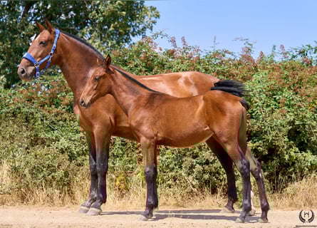 Spanish Sporthorse, Mare, 1 year, 14.2 hh, Brown