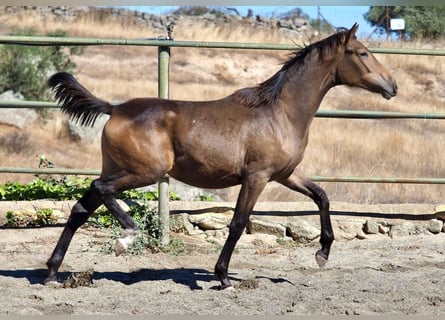 Spanisches Sportpferd, Stute, 1 Jahr, 14,2 hh, Falbe