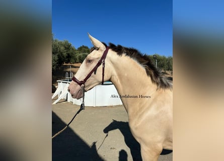 Spanish Sporthorse, Mare, 1 year, 14,3 hh, Perlino