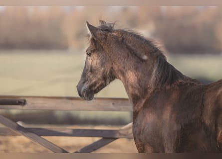 Spanish Sporthorse, Mare, 1 year, 14,3 hh, Black