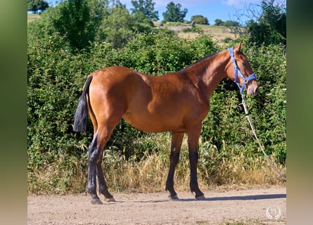 Spanish Sporthorse, Mare, 1 year, 15.1 hh, Brown