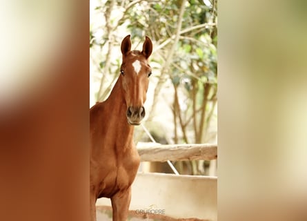 Spanish Sporthorse, Mare, 1 year, 16 hh, Chestnut-Red