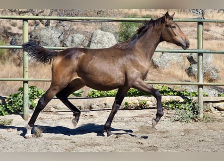 Spanish Sporthorse, Mare, 2 years, 15,2 hh, Dun