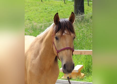 Spanisches Sportpferd, Stute, 3 Jahre, 15,1 hh, Falbe