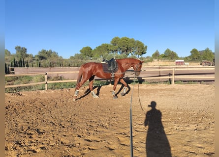 Spanish Sporthorse, Mare, 3 years, 16 hh, Chestnut-Red