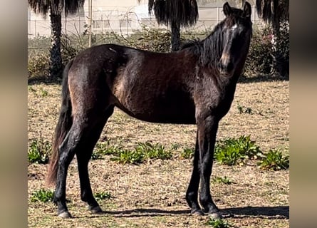 Spanish Sporthorse, Mare, 3 years, 16 hh, Gray