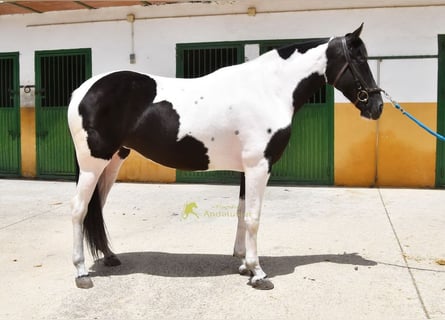 Spanish Sporthorse, Mare, 4 years, 15.2 hh, Pinto