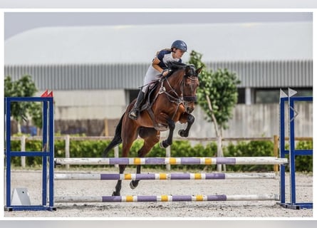 Spanish Sporthorse, Mare, 4 years, 16 hh, Bay-Dark