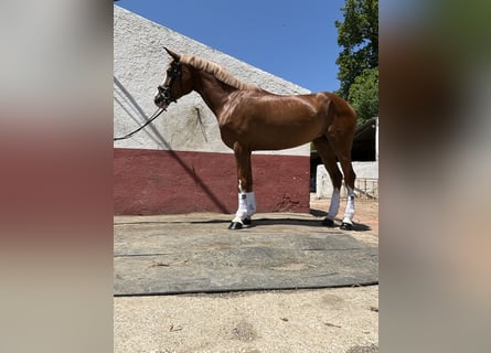 Spanish Sporthorse, Mare, 4 years, 16 hh, Chestnut-Red