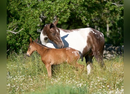 Spanish Sporthorse, Mare, 5 years, 16 hh, Tobiano-all-colors