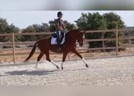 Spanish Sporthorse, Mare, 6 years, 17 hh
