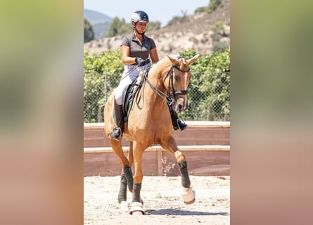 Spanish Sporthorse, Mare, 7 years, 17 hh, Palomino