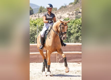 Spanisches Sportpferd Mix, Stute, 7 Jahre, 17 hh, Palomino