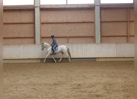 Spanish Sporthorse Mix, Mare, 8 years, 15,1 hh, Grey-Dark-Tan