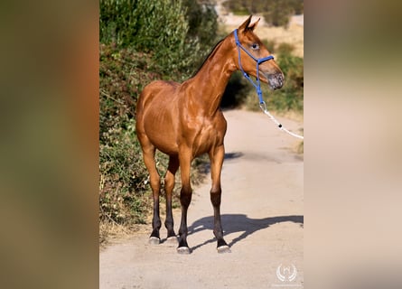 Spanish Sporthorse, Mare, Foal (01/2026), Leopard-Piebald