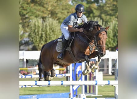 Spanish Sporthorse, Stallion, 11 years, 16.2 hh, Brown