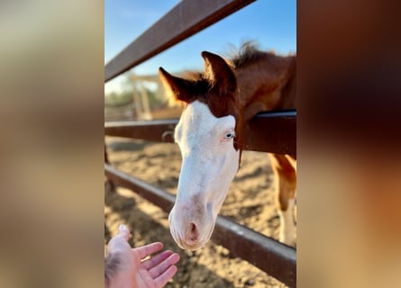 Spanish Sporthorse, Stallion, 1 year, 16,2 hh, Brown