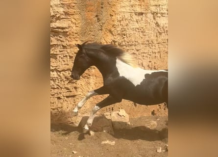 Spanish Sporthorse, Stallion, 2 years, 13,2 hh, Pinto